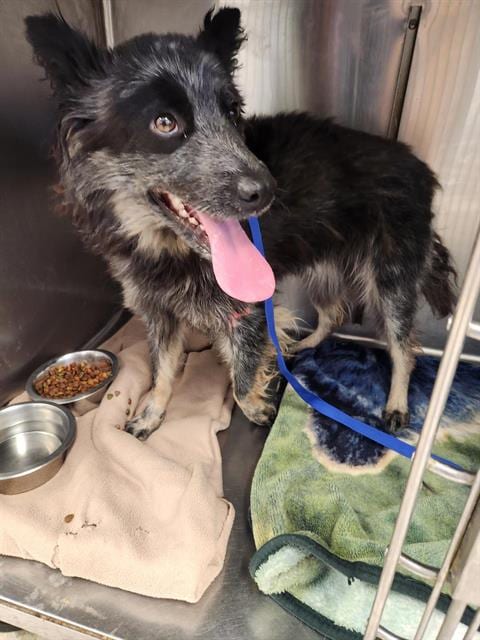Photo of Lacey, adoptable Australian Cattle Dog/Blue Heeler in Albuquerque, New Mexico