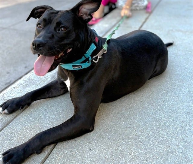 Photo of Glinda, adoptable dog in Palmetto, Florida