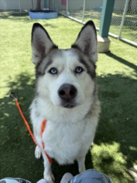 Photo of Canela, adoptable Siberian Husky in Chatsworth, California