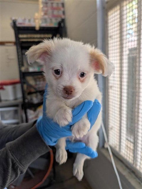 Photo of Bertie, adoptable Chihuahua in Sacramento, California