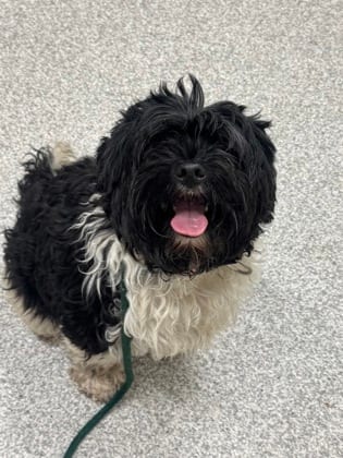 Photo of Armani, adoptable dog in Baltimore, Maryland