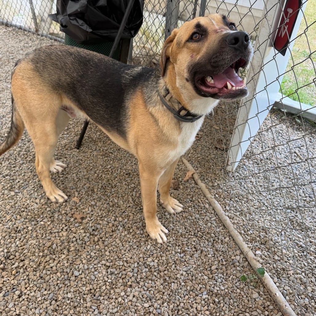 Photo of Osiris, adoptable Shepherd, German in Middletown, New York