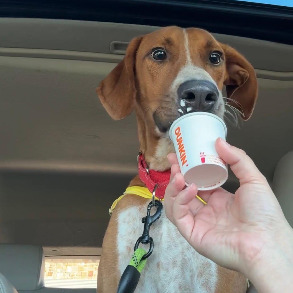 Photo of King, adoptable Pointer, German Shorthaired in Houston, Texas