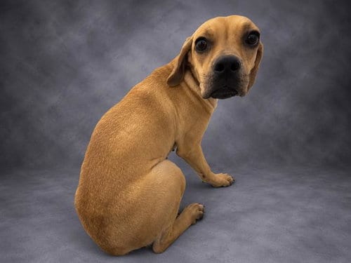 Photo of Kylie, adoptable Black Mouth Cur in Winter Haven, Florida