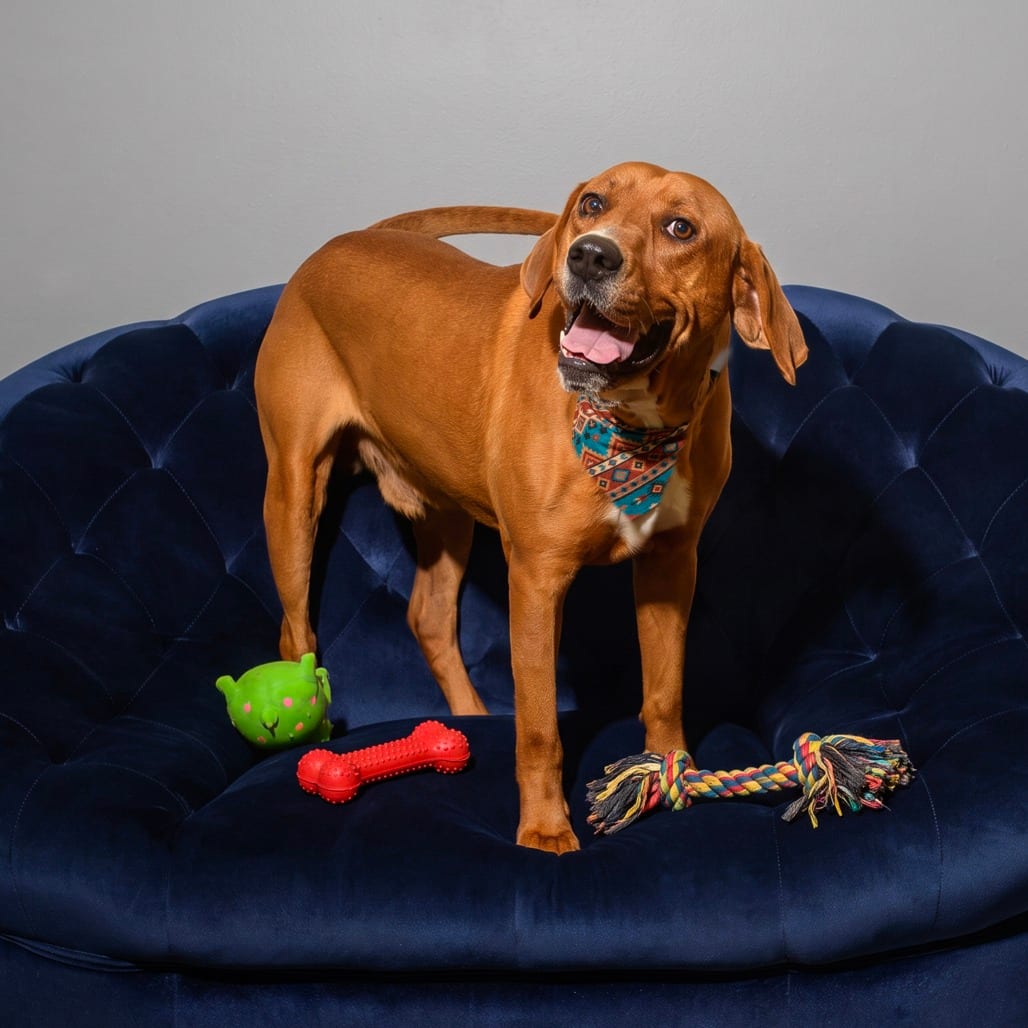 Photo of Jarvis, adoptable Coonhound, Redbone / Mix in Weatherford, Texas