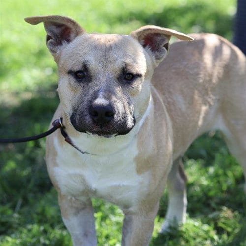 Photo of Ryan, adoptable Pit Bull Terrier in Modesto, California