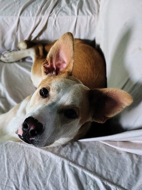 Photo of Sandwich, adoptable Labrador Retriever in Brooklyn Center, Minnesota