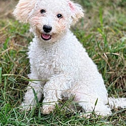 Photo of Casper, adoptable Goldendoodle in Bridgeton, Missouri
