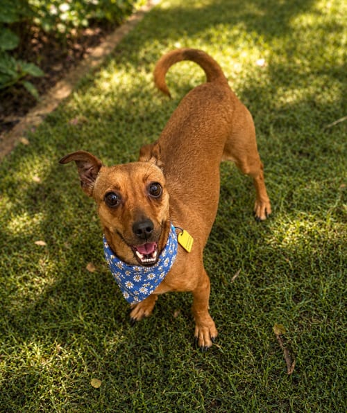 Photo of Nim, adoptable Dachshund in Phoenix, Arizona