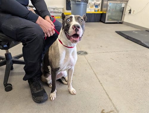 Photo of Cami, adoptable American Pit Bull Terrier in Mesa, Arizona