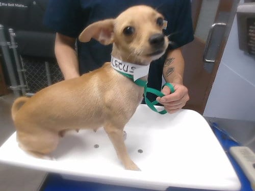 Photo of Magnolia, adoptable Chihuahua in Phoenix, Arizona