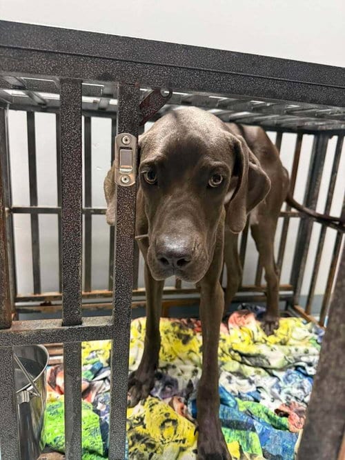 Photo of Diamond (AL), adoptable Great Dane in New York, New York