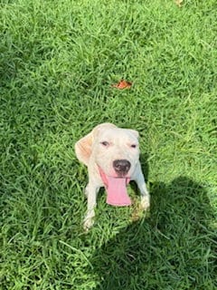 Photo of T-Bone, adoptable Cane Corso Mastiff in Sparta, Tennessee