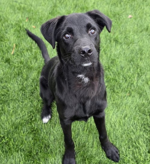 Photo of Leo, adoptable Labrador Retriever in Sedalia, Colorado