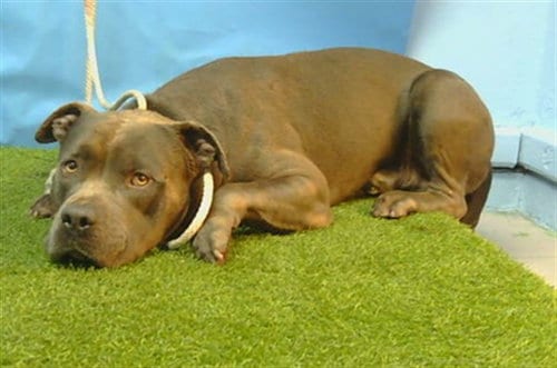 Photo of A5804864, adoptable Pit Bull Terrier in Gardena, California