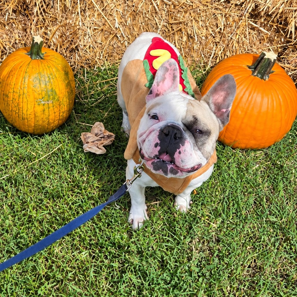 Photo of Optimus, adoptable Bulldog, French