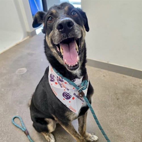 Photo of Maverick, adoptable German Shepherd Dog in Mesa, Arizona