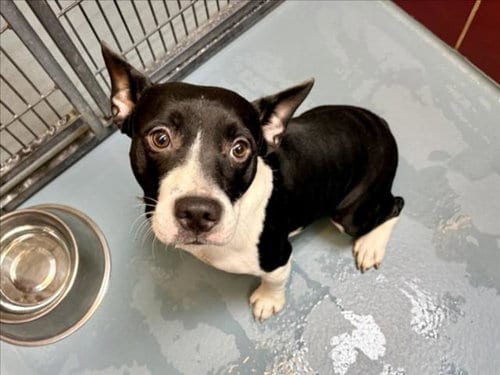 Photo of Stewie, adoptable Cardigan Welsh Corgi in Houston, Texas