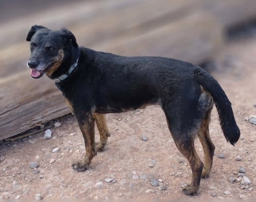 Photo of Star, adoptable Belgian Shepherd Malinois in Cottonwood, Arizona