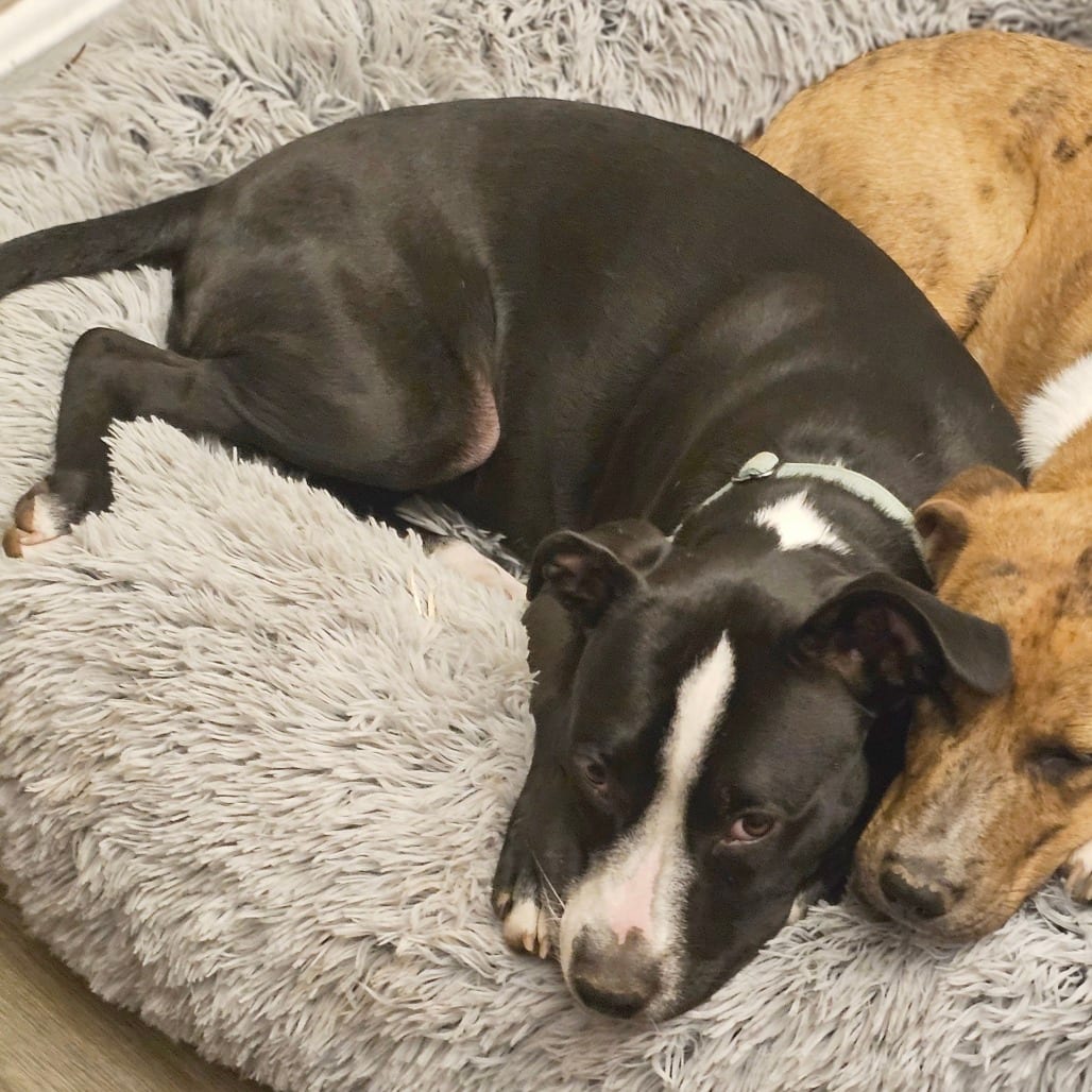 Photo of Aquafina (The Water Pup), adoptable Mixed Breed (Medium) in St. Louis, Missouri