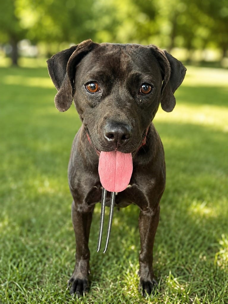 Photo of Addie Mae Lynn, adoptable Labrador Retriever in East Ridge, Tennessee