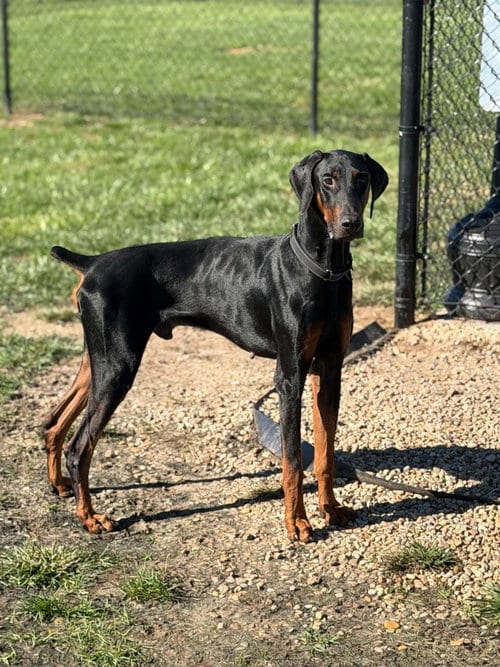 Photo of Logan, adoptable Doberman Pinscher in Buffalo, Minnesota