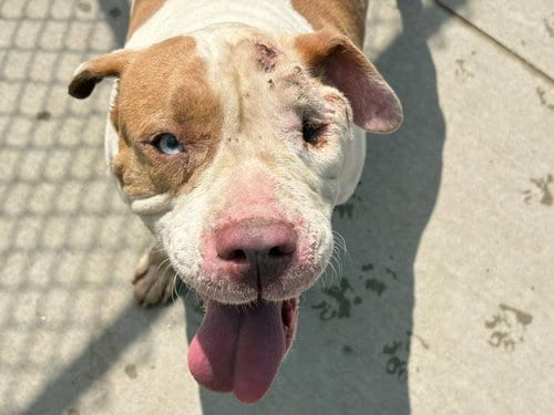Photo of Rouge, adoptable Pit Bull Terrier in Tulsa, Oklahoma