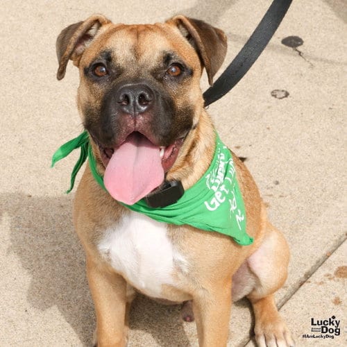 Photo of Sir Benjamin Button, adoptable Shepherd in Washington, District of Columbia
