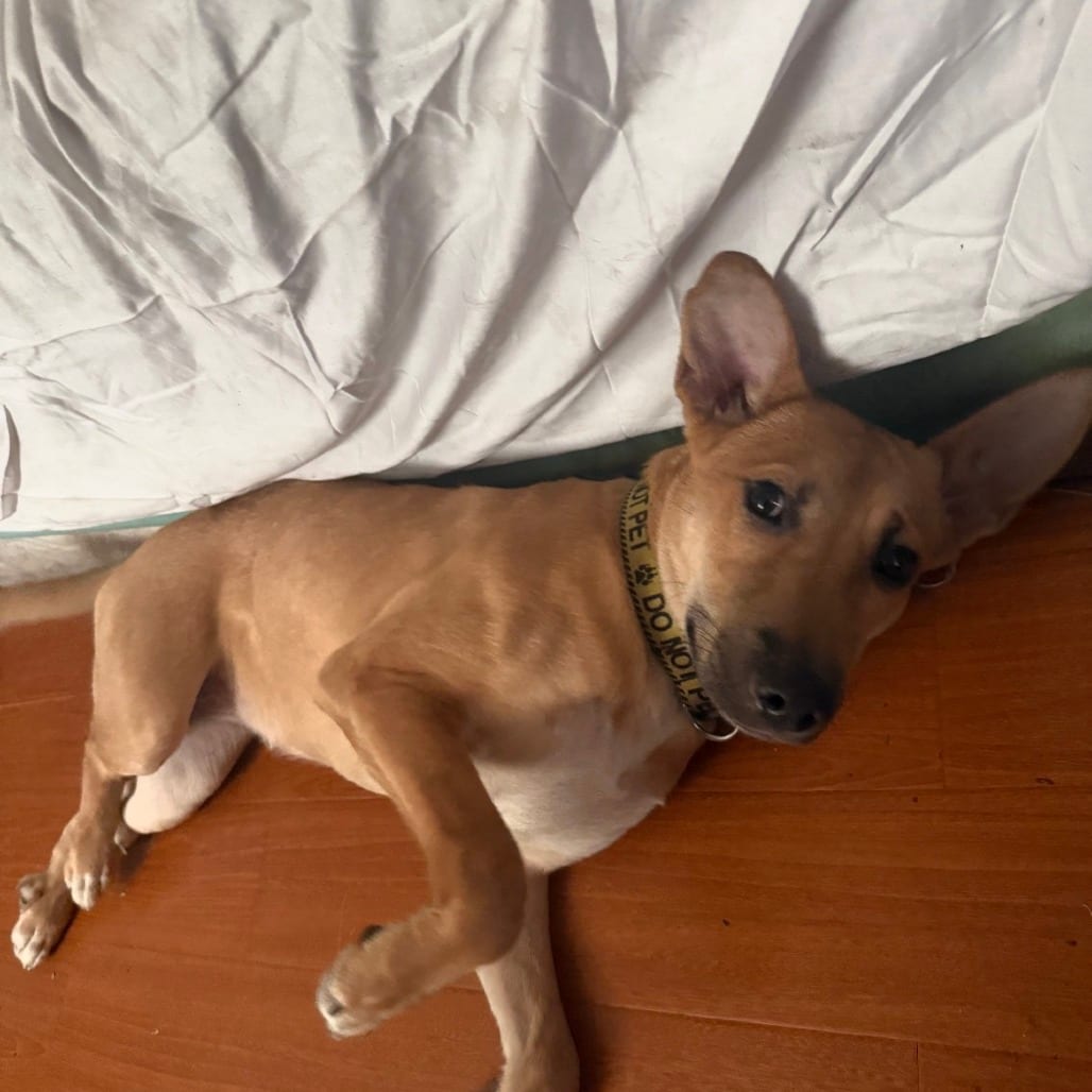 Photo of Sugar, adoptable Mixed Breed (Medium) in Houston, Texas