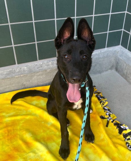 Photo of June, adoptable German Shepherd Dog in Rancho Cucamonga, California