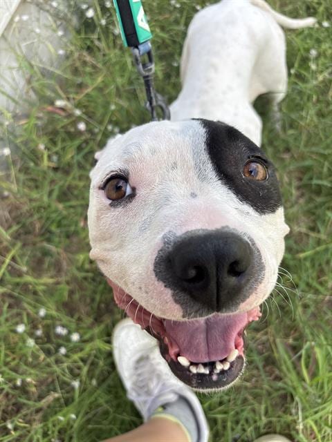 Photo of Suzan, adoptable Boxer in San Antonio, Texas