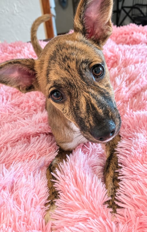 Photo of Louise, adoptable Terrier in St. Augustine, Florida