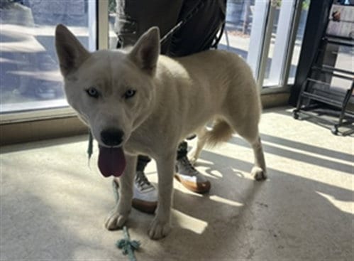 Photo of Darla, adoptable Husky in San Pedro, California