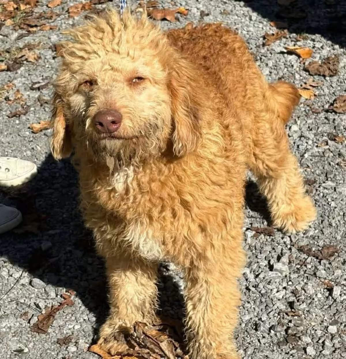 Photo of FOSTER NEEDED - Fozzie, adoptable Poodle (Miniature)/Mixed Breed (Medium) in Staten Island, New York