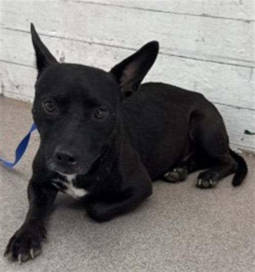 Photo of Shadow, adoptable Chihuahua in San Bernardino, California