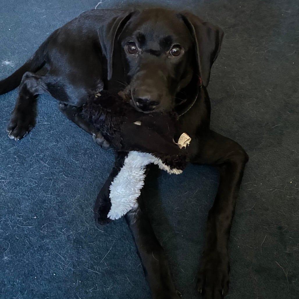 Photo of Boomhauer, adoptable Retriever, Labrador / Coonhound, Bluetick in Boonville, Missouri