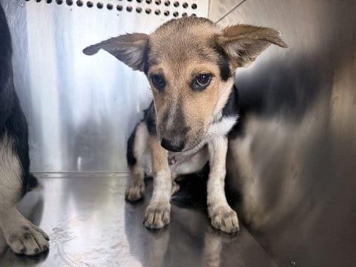 Photo of Bram, adoptable Australian Cattle Dog/Blue Heeler in Phoenix, Arizona