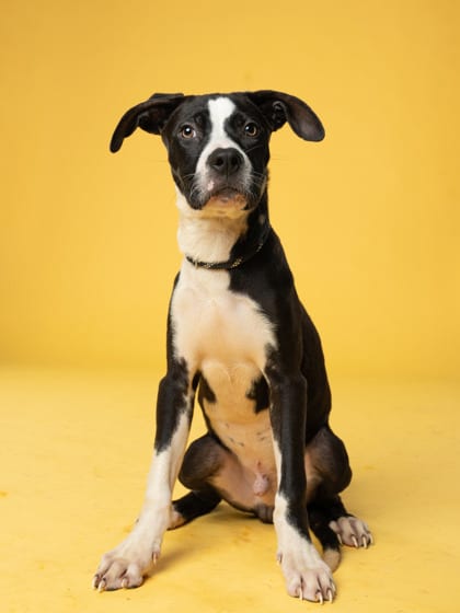 Photo of Dexter, adoptable dog in Atlanta, Georgia