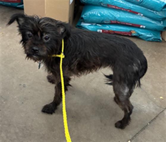 Photo of Athena, adoptable Mixed Breed