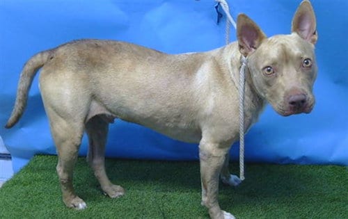 Photo of Armadillo, adoptable Pit Bull Terrier in Baldwin Park, California
