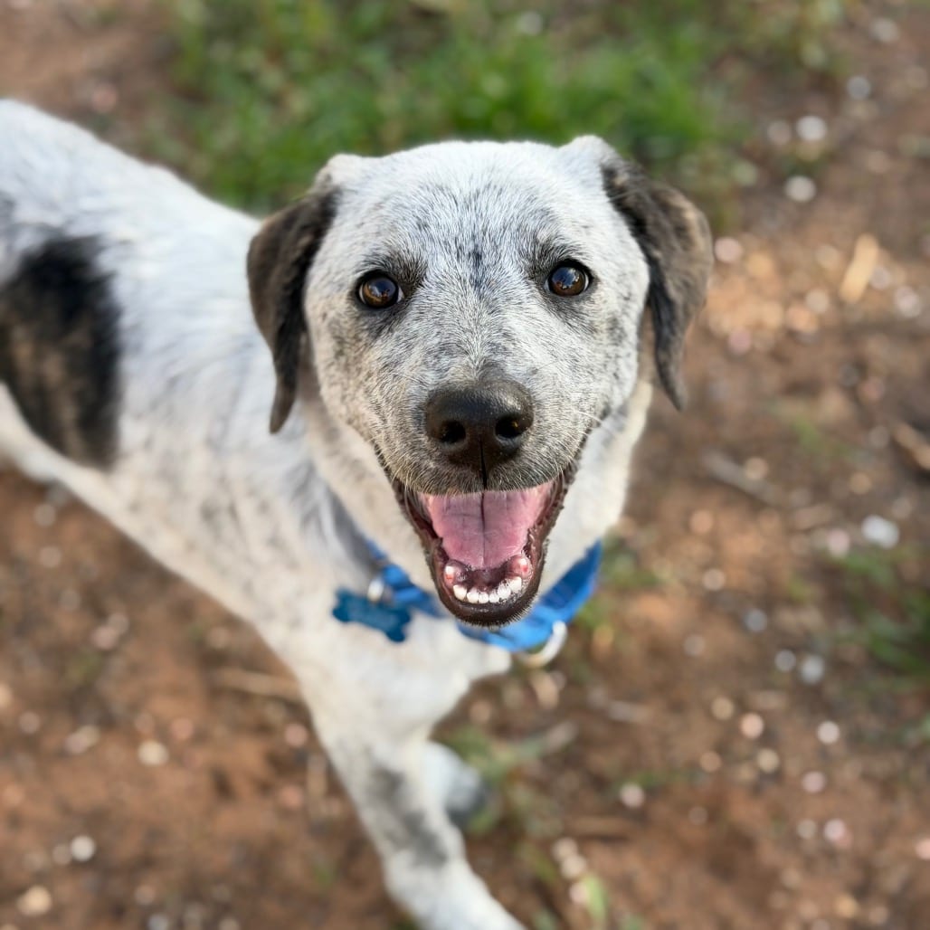 Photo of Toulouse, adoptable Cattle Dog / Mix in Kanab, Utah