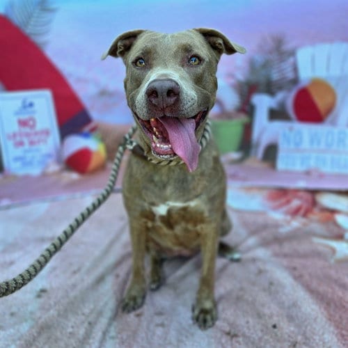 Photo of Angelise, adoptable Pit Bull Terrier in Long Beach, California
