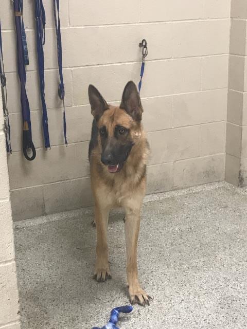 Photo of Houston, adoptable German Shepherd Dog in Conroe, Texas