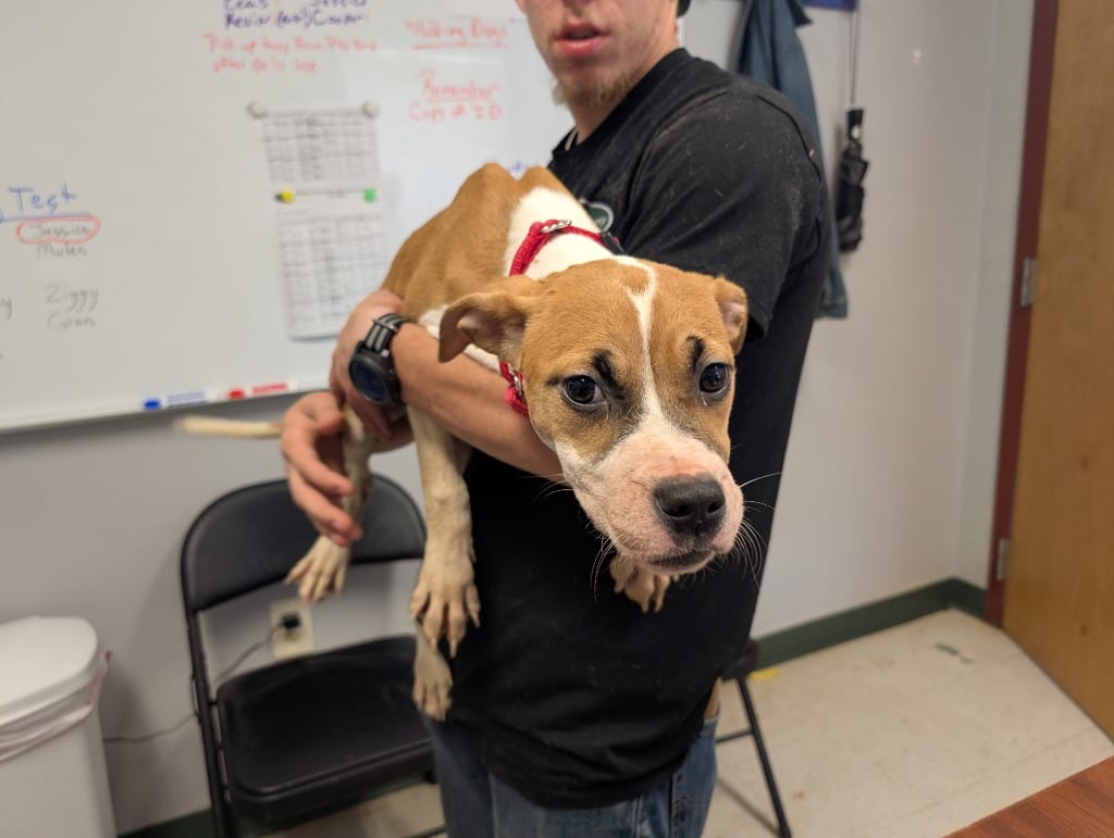 Photo of Spice, adoptable Mixed Breed in Maysville, Kentucky