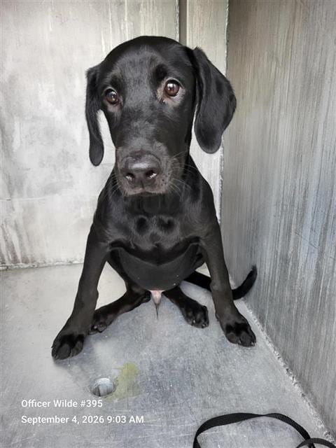 Photo of Spooky, adoptable Labrador Retriever in San Antonio, Texas