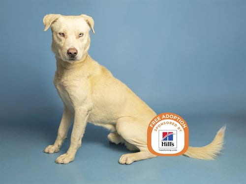 Photo of Gojo, adoptable Labrador Retriever in Phoenix, Arizona