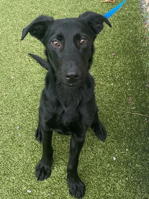Photo of Max, adoptable Labrador Retriever in Fayetteville, North Carolina