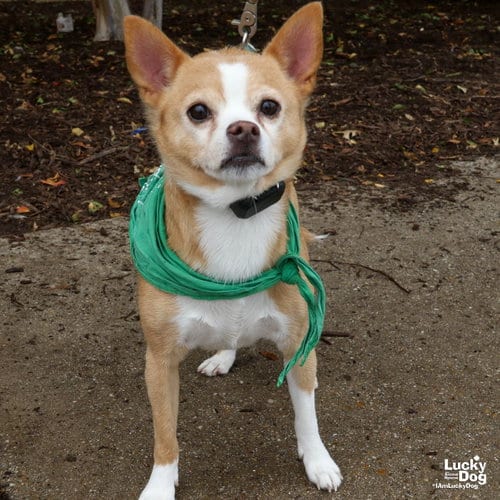 Photo of Quest, adoptable Chihuahua in Washington, District of Columbia