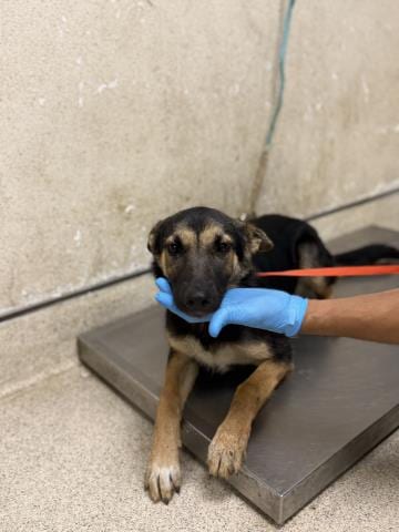 Photo of Sasha, adoptable German Shepherd Dog in Riverside, California