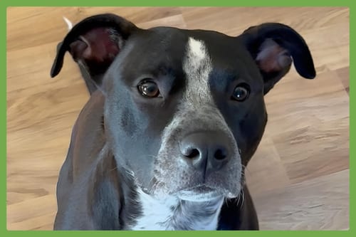 Photo of Willow, adoptable American Staffordshire Terrier in Amherst, Massachusetts